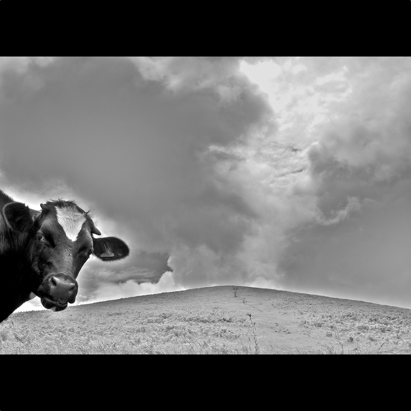  Die Kuh von Cornwall 