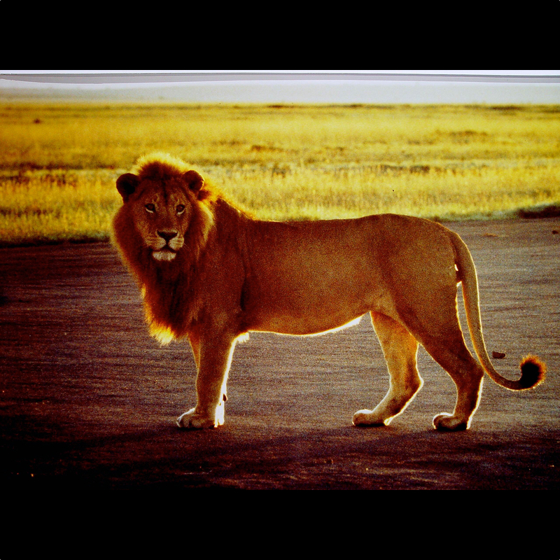  Kenia. Nur drei Meter entfernt 